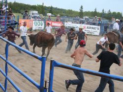 Spectators jumping in to grab the cash off the bull's horns