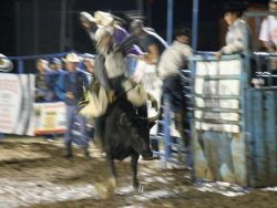 bull-rider.jpg