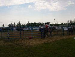 Manitoba Cutting Horse Association setting up Friday morning