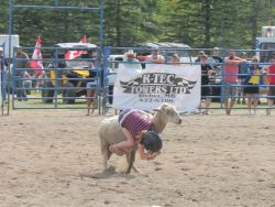 Mutton busting at the rodeo
