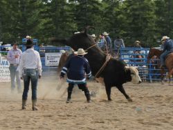 Bull riding at the rodeo
