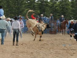 Bull rider taking an early bow.